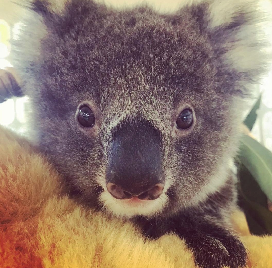 Baby koala joey — the animals we love